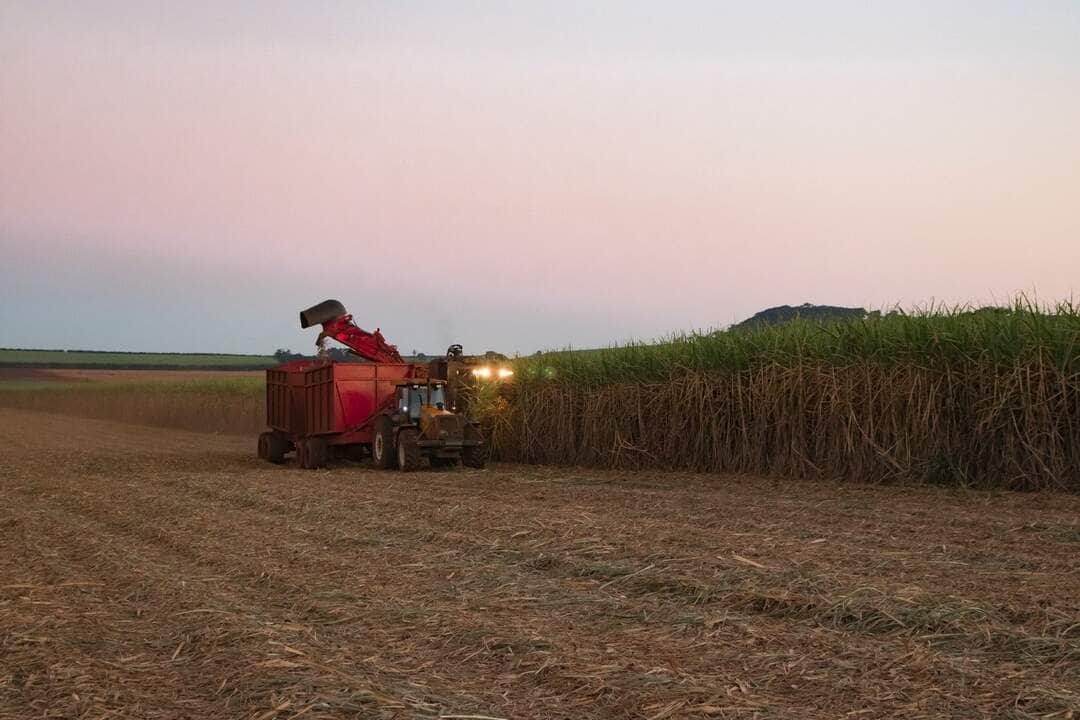 Cana de açúcar - Trator e combinar a colheita de cana-de-açúcar - Fotos do Canva