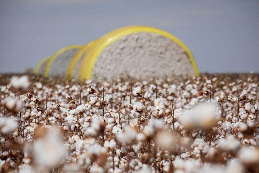 algodão em Mato Grosso