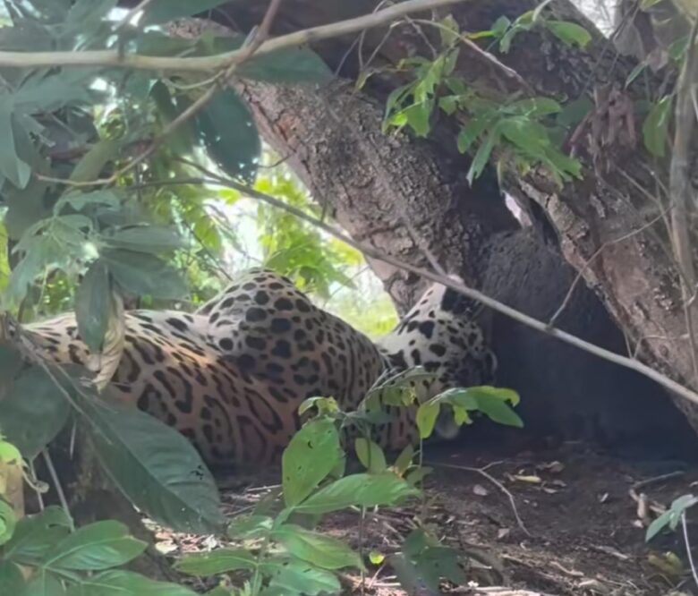 Onça-pintada é flagrada tirando um cochilo após o almoço no Pantanal: Momento de Serenidade.