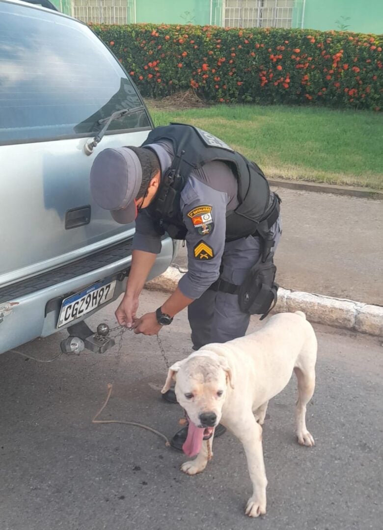 Homem é preso em Nobres por maus-tratos após amarrar cachorro em engate de carro