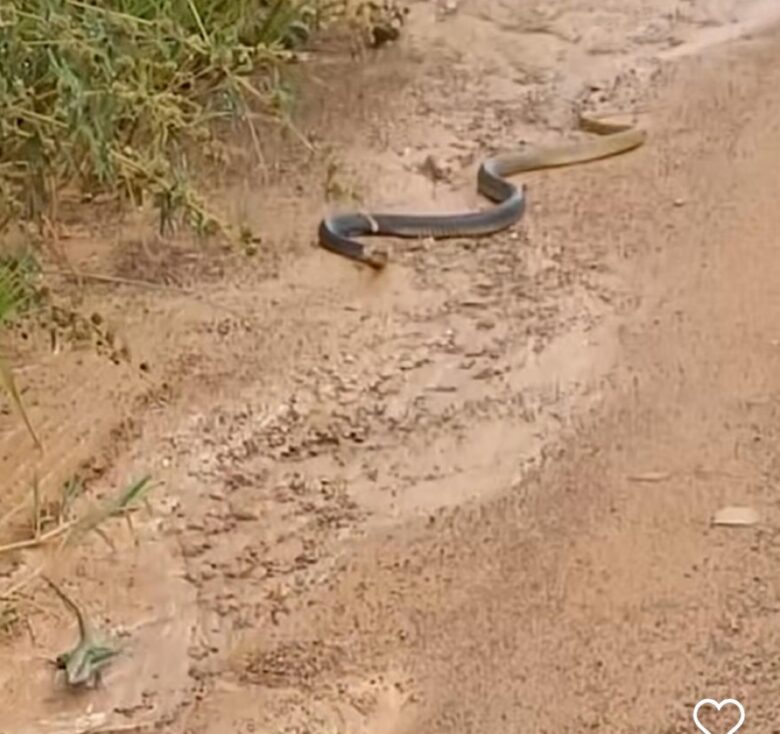 Cobra caninana versos calango: perseguição em alta velocidade na estrada