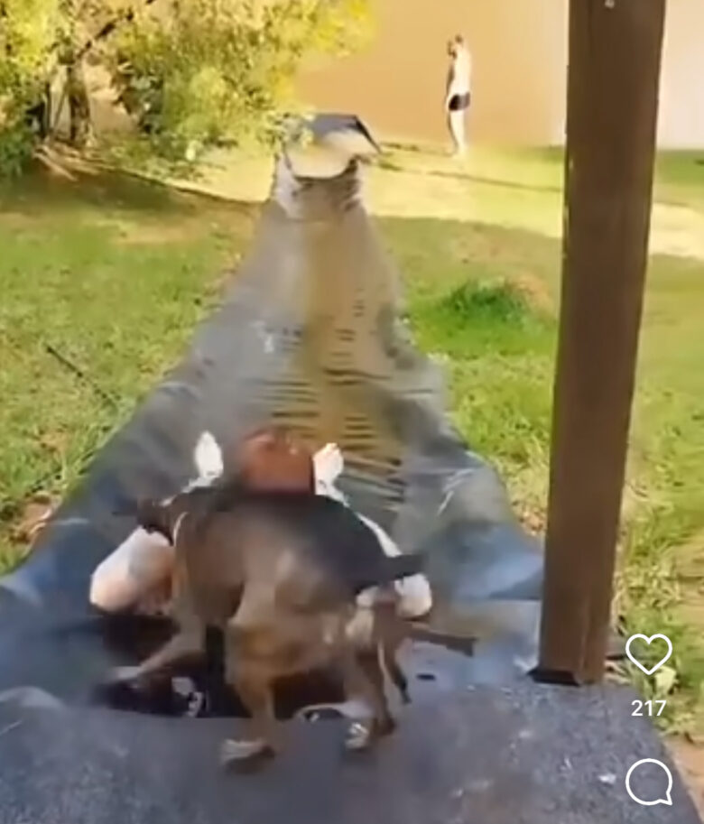 Cachorro empolgado empurra mulher em toboágua improvisado, mas acaba levando tombo hilário.