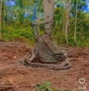 Cobra gigante içada por escavadeira: uma história incrível narrada por especialista