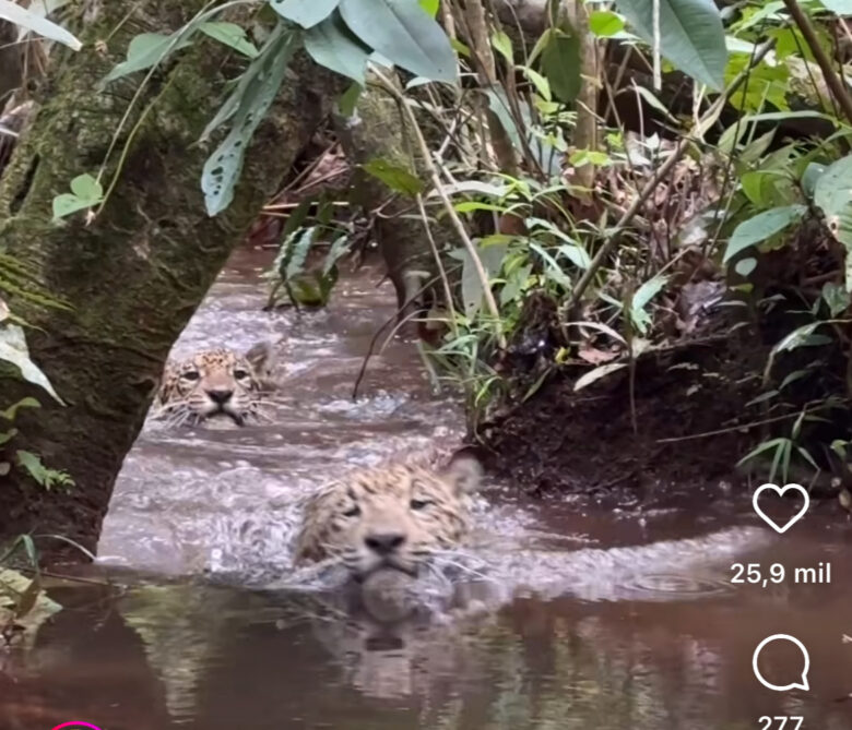 Filhotes de onça-pintada ensinam sobre a importância da diversão na natureza