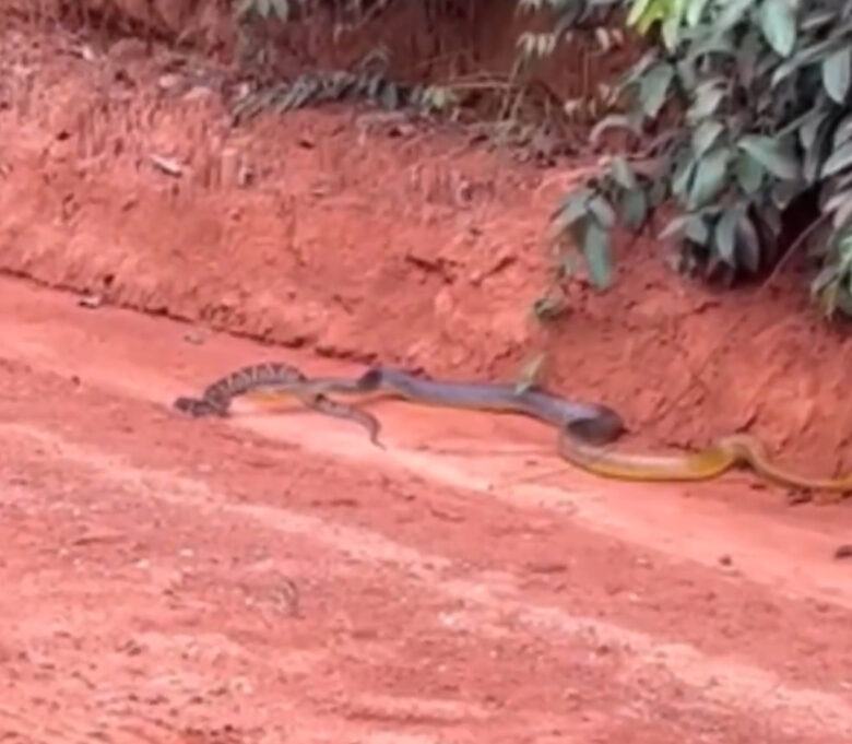 Cobra gigante devorando jararaca: uma batalha épica na selva brasileira