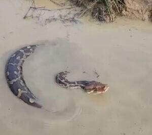 Cobra jiboia encanta observadores com movimentos inusitados na água