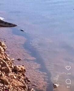Sucuri gigante de 5 metros observa presa nas águas de um açude: um registro impressionante da majestade da natureza