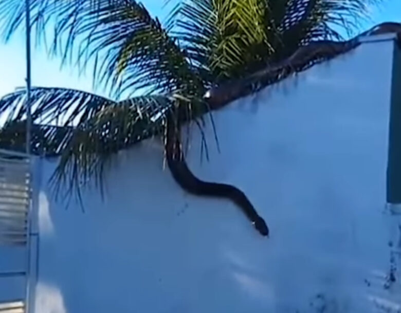 Sucuri se torna 'rainha dos muros' em Mato Grosso: vídeo mostra nova cobra em cima de residência