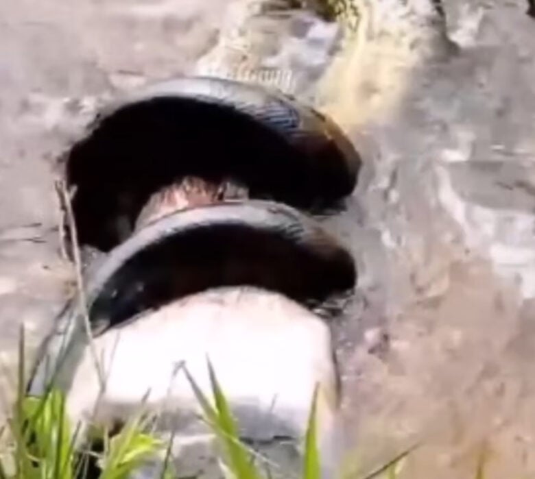 Sucuri gigante devora capivara em banquete na natureza selvagem!