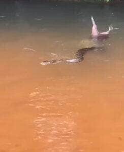 Sucuri gigante captura capivara em abraço mortal e é levado pela correnteza