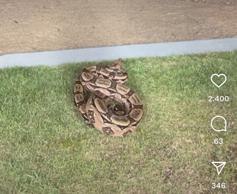 Cobra jiboia dá susto em homem que tenta brincar com ela: vídeo viraliza