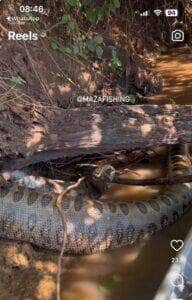 Sucuri gigante morre entalada com presa no Pantanal: imagens impressionantes revelam cena