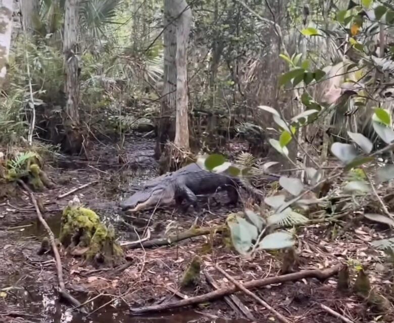 Crocodilo ataca homem em pântano: veja o vídeo impressionante!