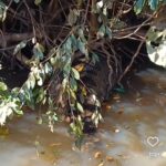 Sucuri gigante se banqueteia com capivara no Pantanal: imagens impressionantes revelam comportamento fascinante da cobra