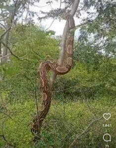 Habilidades da jiboia gigante impressionam em vídeo viral nas redes sociais