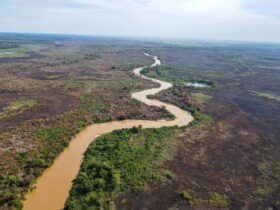 Ação humana é a principal causa das queimadas no Pantanal de Mato Grosso