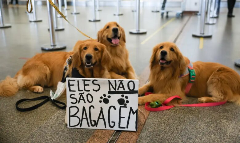 Brasília (DF) 28/04/2024 Tutores de pets fazem protesto no Aeroporto Juscelino Kubitschek de Brasília cobrando justiça pela morte do Golden Retriever Joca, durante viagem aérea. Foto: Fabio Rodrigues-Pozzebom/ Agência Brasil