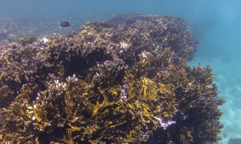 Tamandaré (PE), 25/10/2023 - O coral-de-fogo (Millepora alcicornis) no recife Pirambu, na APA Costa dos Corais. Foto: Fernando Frazão/Agência Brasil