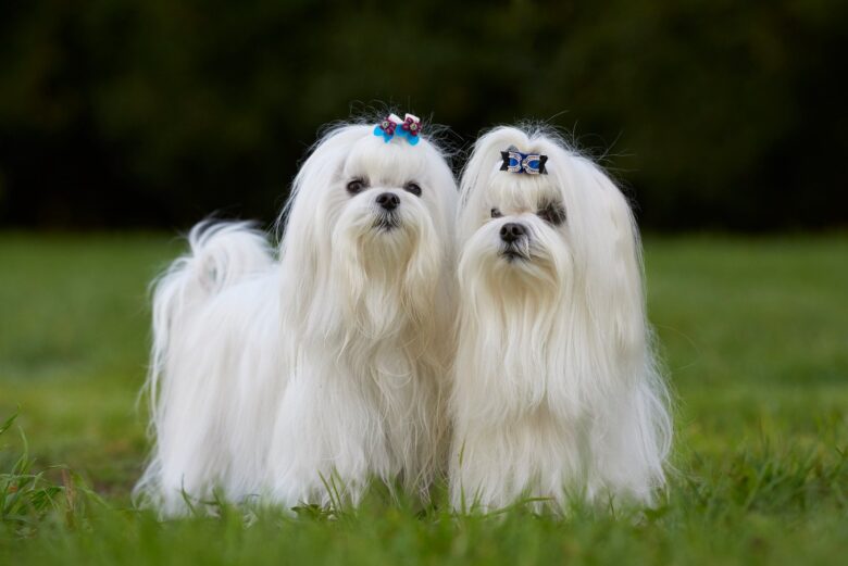 cão de brinquedo maltês - Fotos do Canva