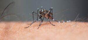 Mato Grosso em alerta: MP recomenda cuidados intensivos contra a dengue, zika e chikungunya