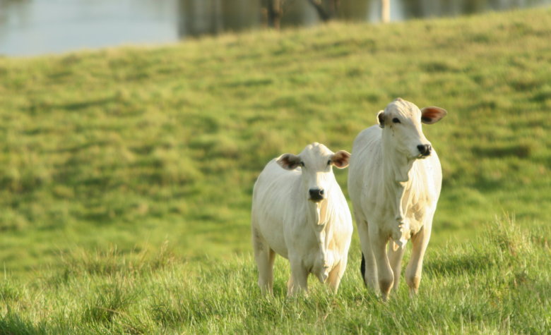 Mapa publica portaria para o processamento de produtos de origem animal de acordo com preceitos religiosos