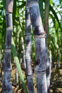 sugar cane - Fotos do Canva