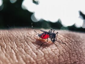 Aedes aegypti: avanço das doenças em Mato Grosso revela cenário alarmante