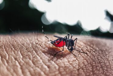 Aedes aegypti: avanço das doenças em Mato Grosso revela cenário alarmante