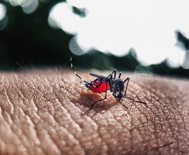 Barra do Garças alerta para perigo de proliferação do mosquito Aedes Aegypti neste período chuvoso