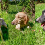 Campanha em Cuiabá incentiva adoção de cães com nomes de celebridades musicais
