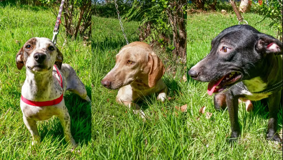 Campanha em Cuiabá incentiva adoção de cães com nomes de celebridades musicais