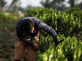 Ações do Governo têm contribuído com a permanência de jovens no campo  - Foto por: Christiano Antonucci/Secom-MT