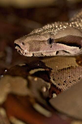 Boa Constrictor - Fotos do Canva