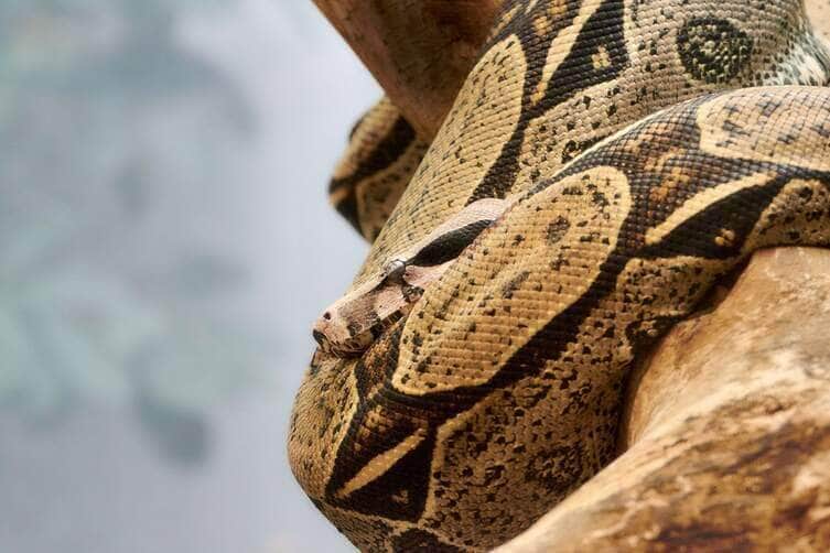 Boa constrictor - Fotos do Canva1 (1)