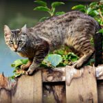 É possível evitar o desconforto das pulgas e carrapatos nos pets