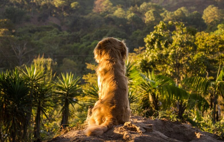 Já é tempo de planejar as férias com o seu pet