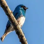 Mato Grosso se destaca como principal destino para observação de aves no Brasil