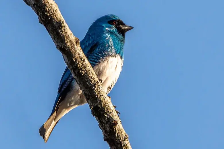 Mato Grosso se destaca como principal destino para observação de aves no Brasil