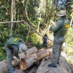 Madeira ilegal apreendida em Apiacás: Operação Amazônia combate crimes ambientais na região