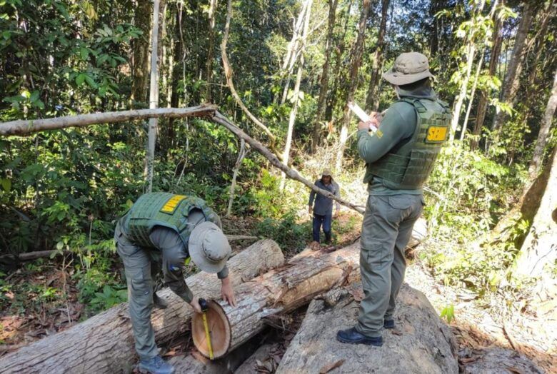 Madeira ilegal apreendida em Apiacás: Operação Amazônia combate crimes ambientais na região