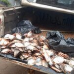 Polícia Ambiental apreende 45,5 kg de pescado ilegal em Santo Antônio de Leverger