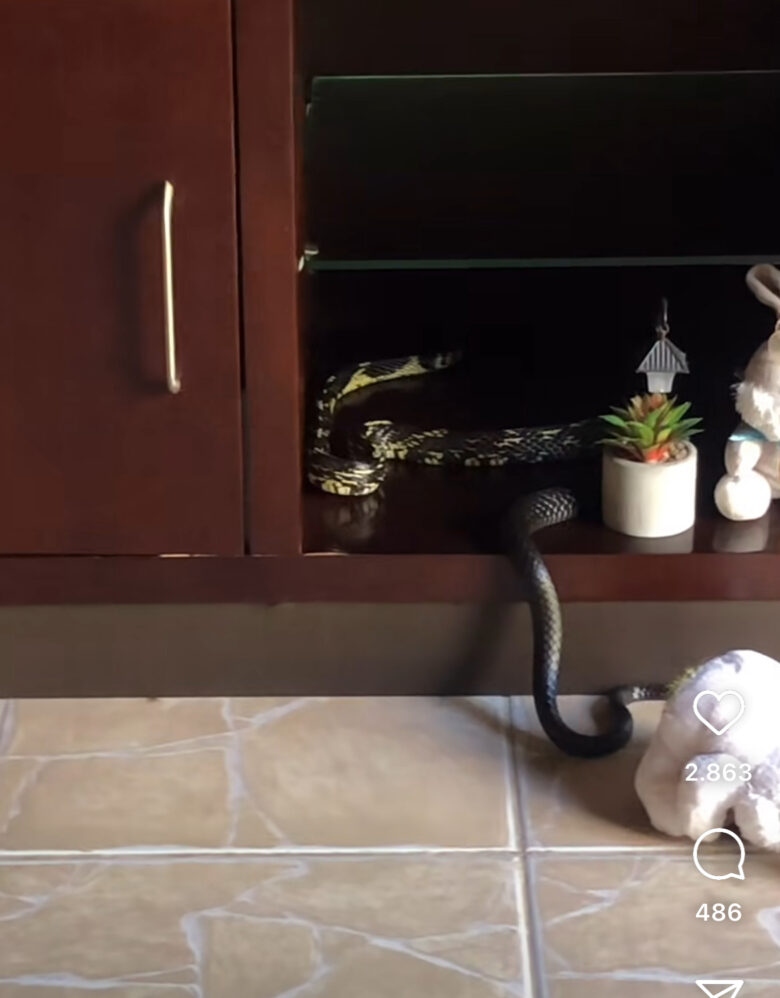 Cobra caninana faz visita inusitada em estante de sala e gera comoção nas redes sociais