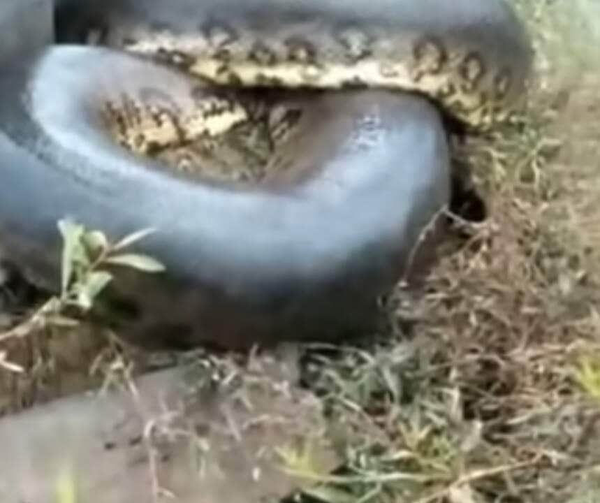 Sucuri gigante assombra ponte: vídeo viraliza e revela segredos da maior serpente brasileira