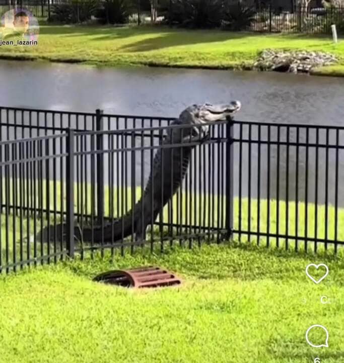 Jacaré surpreende ao desafiar gravidade e pular uma grade em vídeo impressionante!