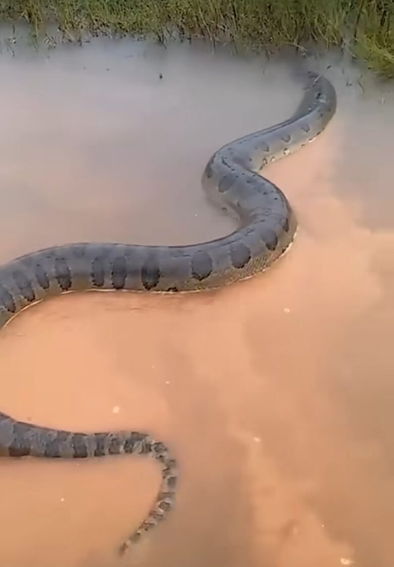 Sucuri gigante enfrenta chuva e atravessa estrada alagada em Mato Grosso: Vídeo Impressionante!