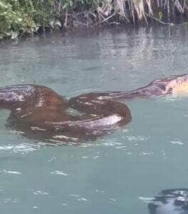 Fotógrafo registra momentos únicos com sucuri gigante no Pantanal