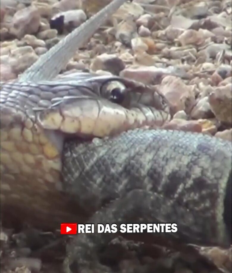 Rei das Serpentes flagra cobra corre-campo em ação: "velocidade impressionante!"