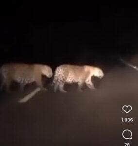 Onças-pintadas cruzam rodovia em Mato Grosso: vídeo mostra comportamento exemplar