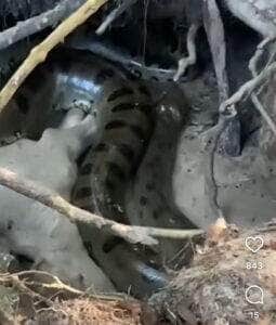 Sucuri gigante devora bezerro em Mato Grosso: cena impressionante revela força bruta da predadora