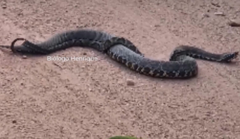 Amor proibido no reino das serpentes: Jararaca e Urutu Cruzeiro protagonizam cortejo inusitado!